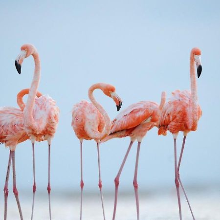 Апартаменти L'Oiseau Bleu Салін-де-Жирод Екстер'єр фото