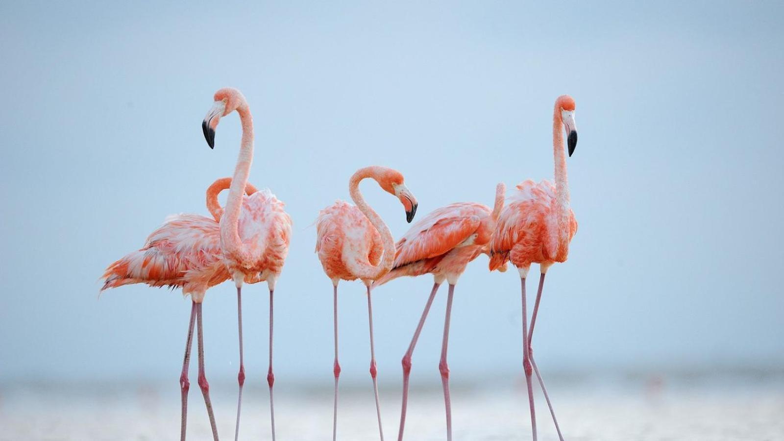 Апартаменти L'Oiseau Bleu Салін-де-Жирод Екстер'єр фото